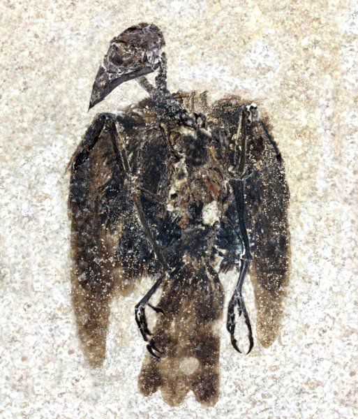 这只鸟的羽毛保存了5200万年