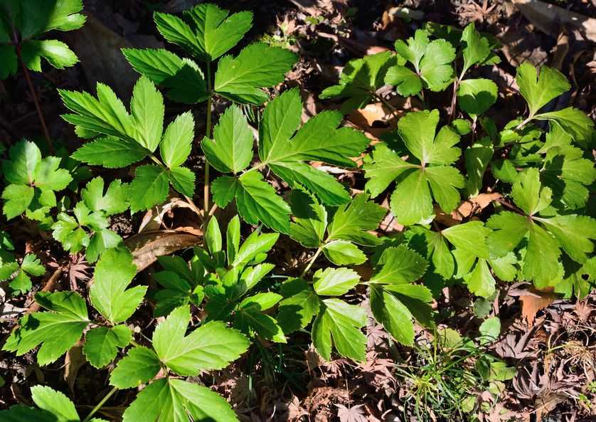 这种植物真的能帮助我们长生不老(或者至少更长寿)吗?