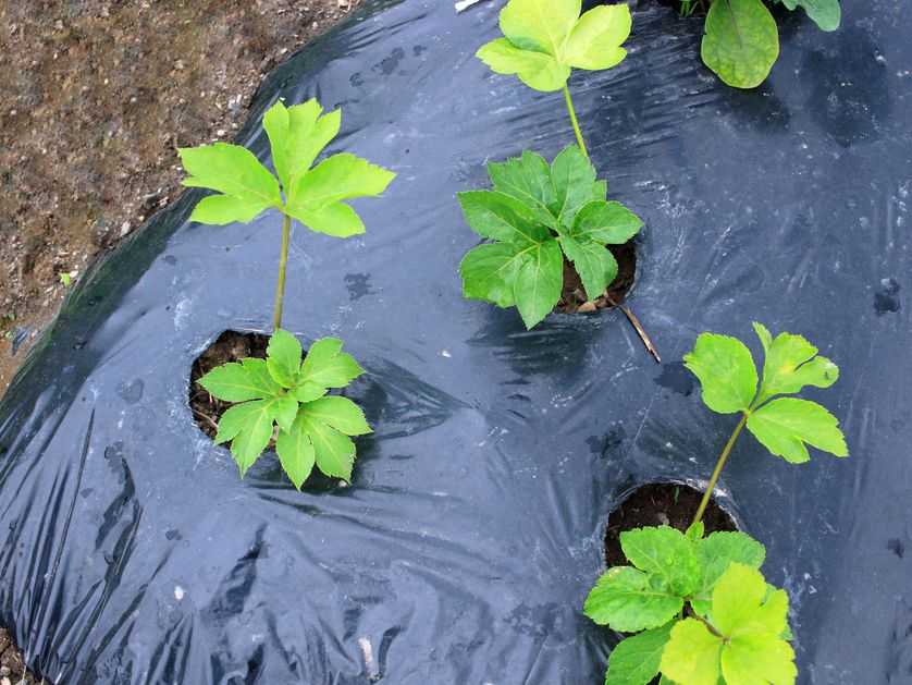 这种植物真的能帮助我们长生不老(或者至少更长寿)吗?