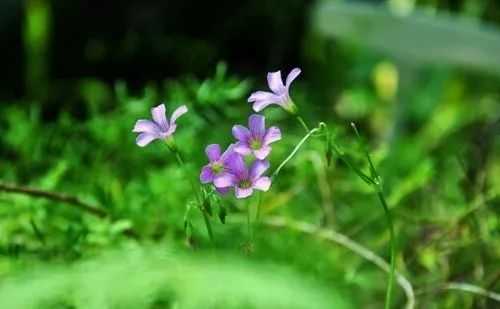 如何于娑婆世界,觅得心安之处?