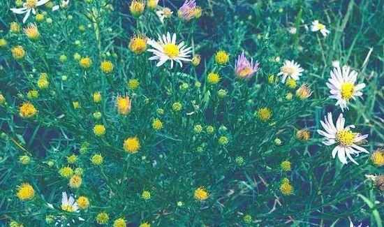 那些花儿与那份鲜活