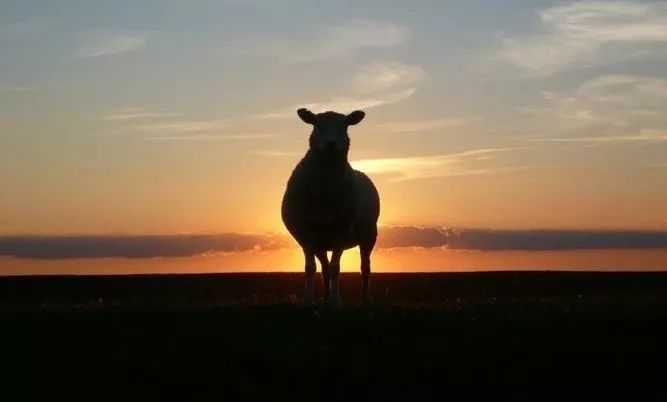 放羊的故事(深度好文)