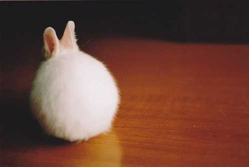 漂亮的兔子 也是非常的需要人们的关怀