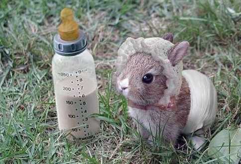 漂亮的兔子 也是非常的需要人们的关怀