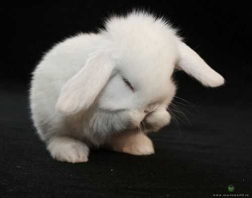 漂亮的兔子 也是非常的需要人们的关怀