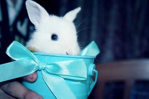 漂亮的兔子 也是非常的需要人们的关怀