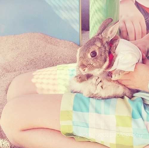 漂亮的兔子 也是非常的需要人们的关怀