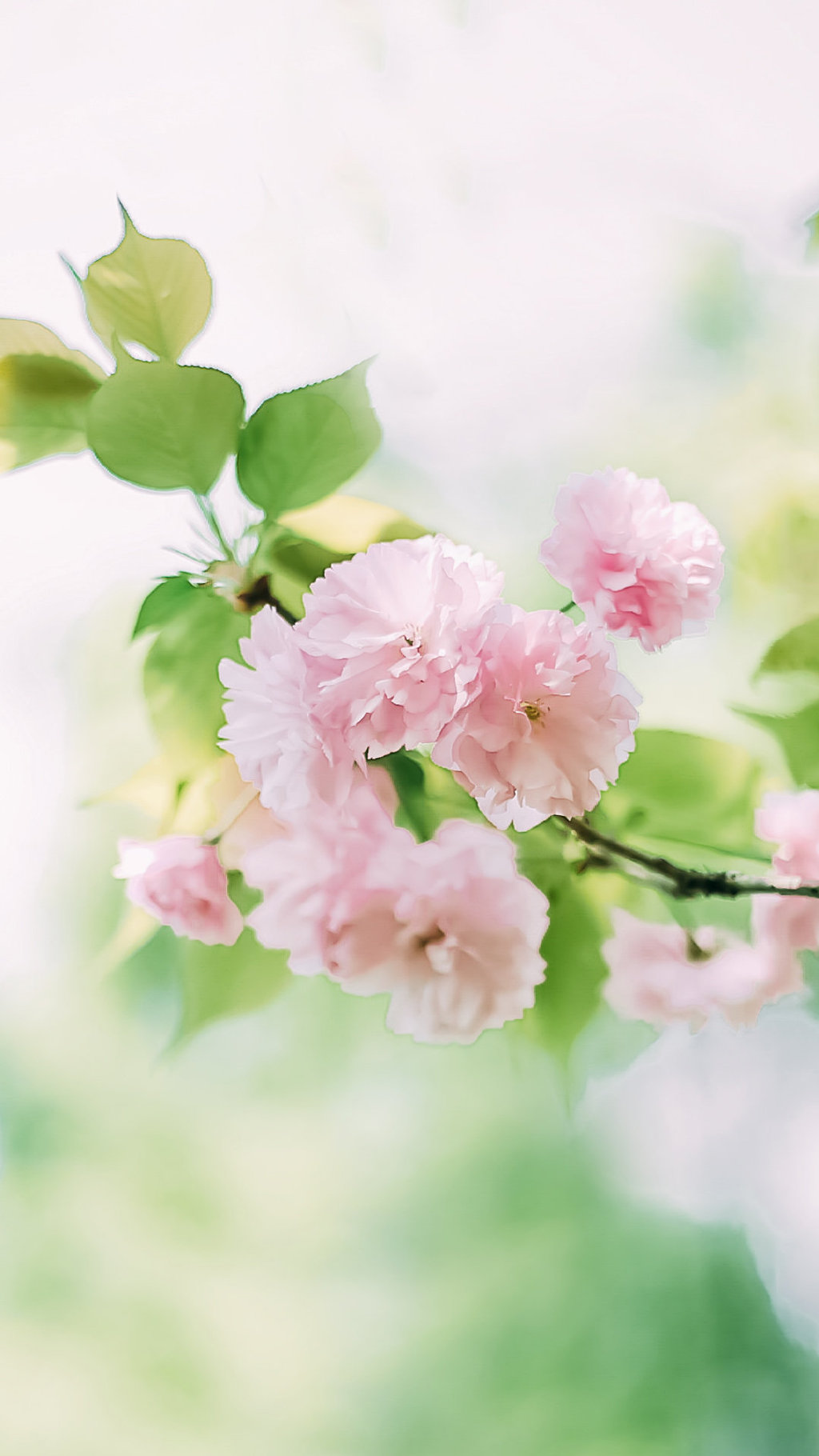 小清新的浅粉色樱花手机壁纸图片 小清新壁纸 第4张