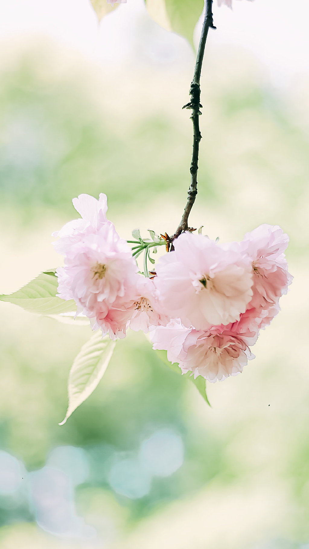 小清新的浅粉色樱花手机壁纸图片 小清新壁纸 第2张