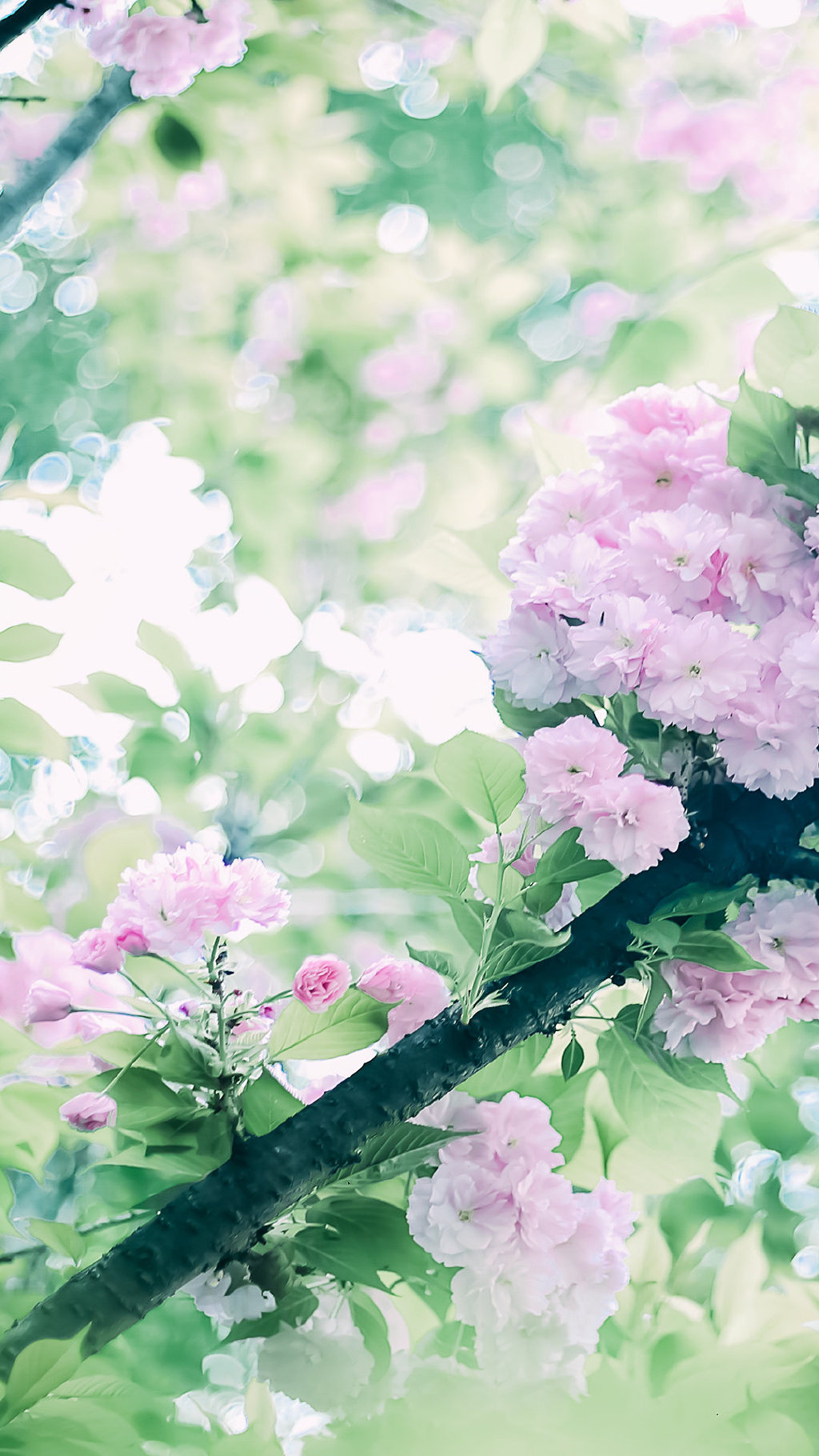 小清新的浅粉色樱花手机壁纸图片 小清新壁纸 第9张