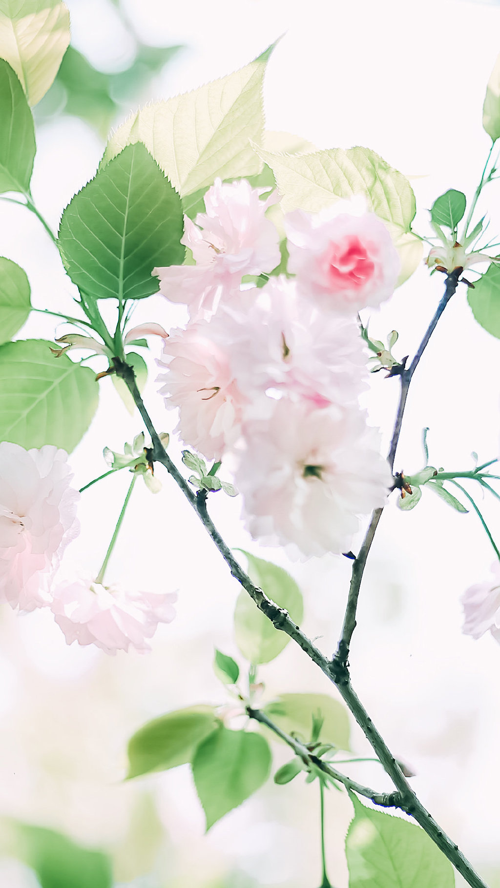 小清新的浅粉色樱花手机壁纸图片 小清新壁纸 第3张