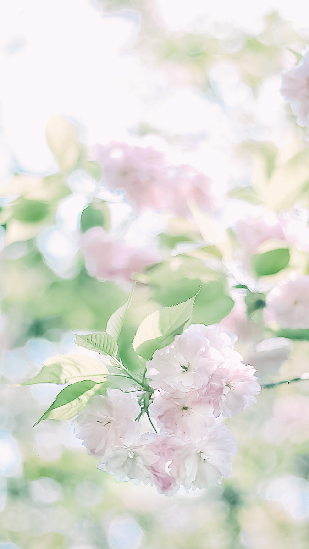 小清新的浅粉色樱花手机壁纸图片 小清新壁纸 第6张