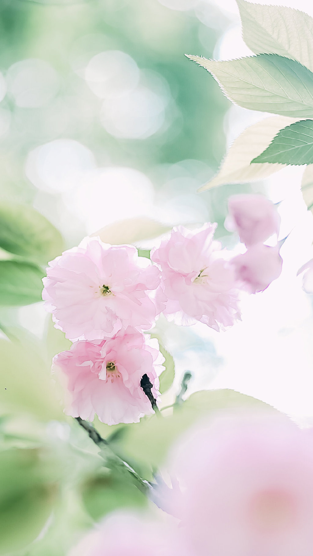 小清新的浅粉色樱花手机壁纸图片 小清新壁纸 第8张
