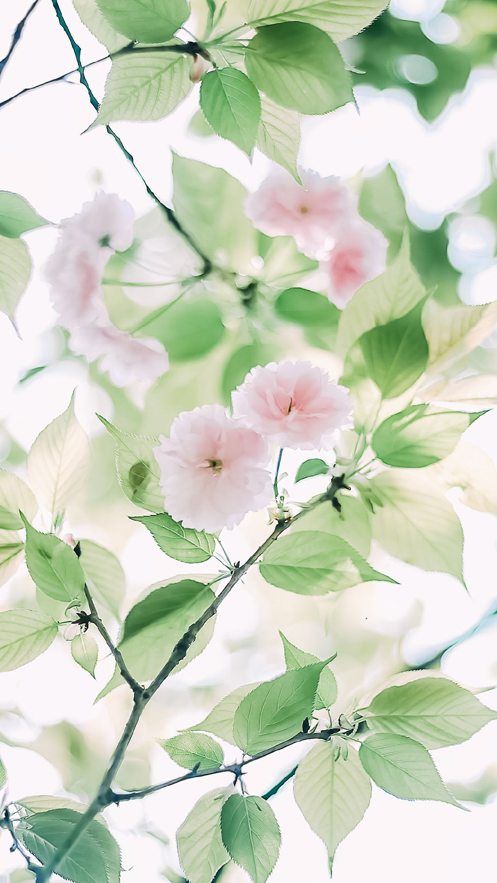 小清新的浅粉色樱花手机壁纸图片 小清新壁纸 第5张