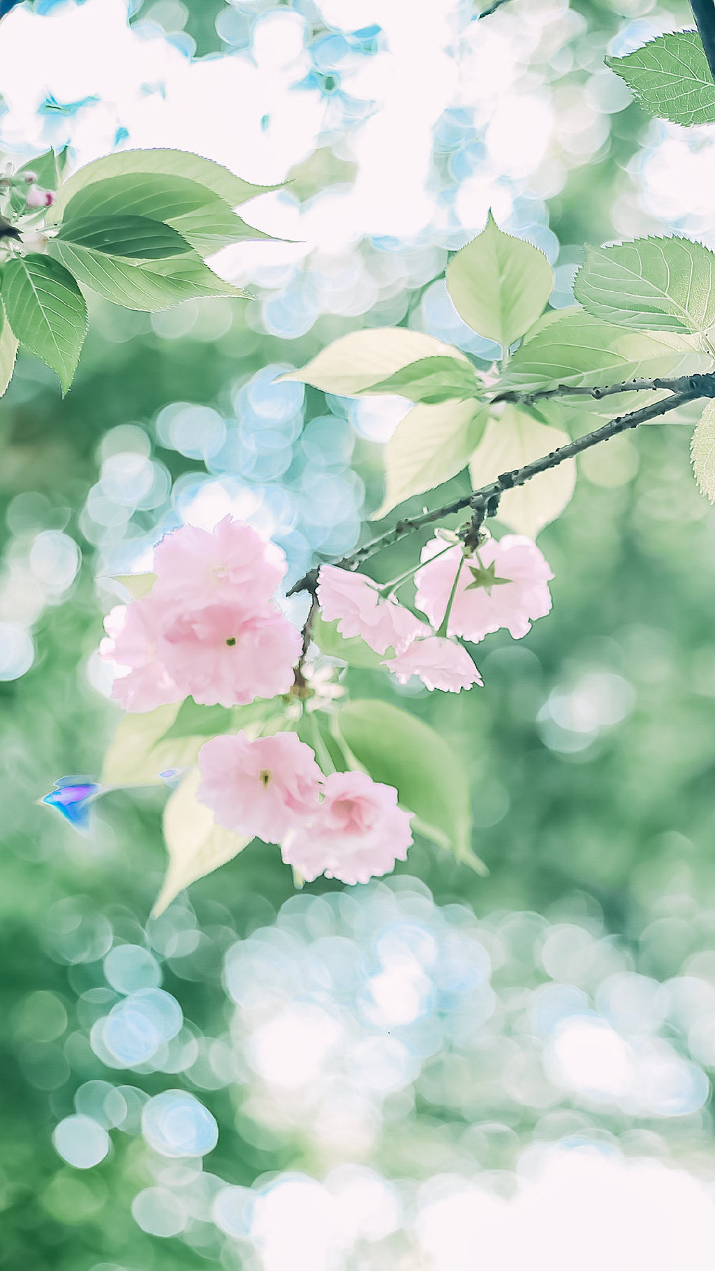 小清新的浅粉色樱花手机壁纸图片 小清新壁纸 第1张