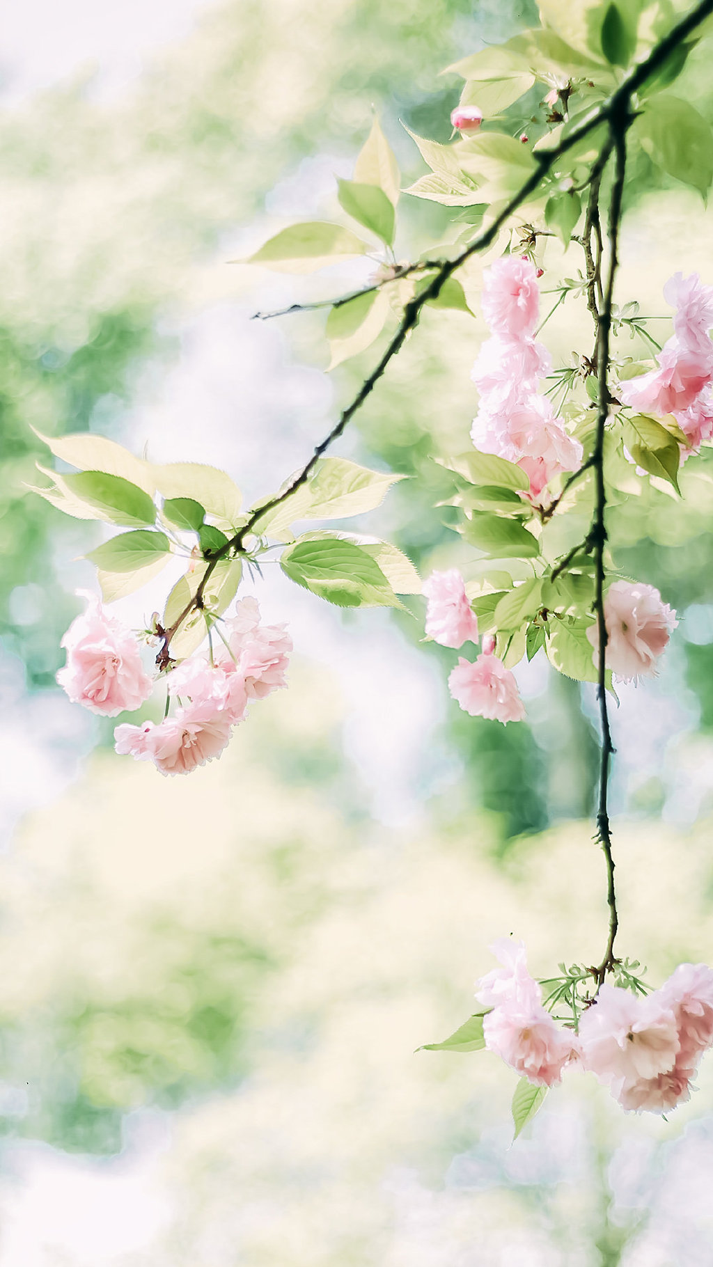 小清新的浅粉色樱花手机壁纸图片 小清新壁纸 第7张