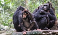 关于黑猩猩的10个令人惊讶的事实