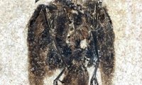 这只鸟的羽毛保存了5200万年