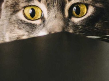 如果你的猫神经质,科学家说它可能只是在模仿你