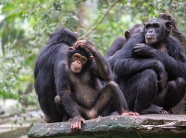 关于黑猩猩的10个令人惊讶的事实