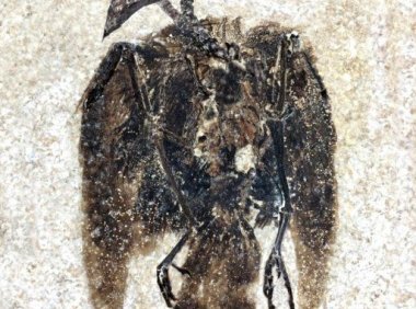 这只鸟的羽毛保存了5200万年