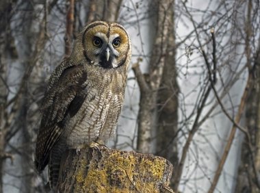 研究表明,兽医面临着不成比例的高自杀率