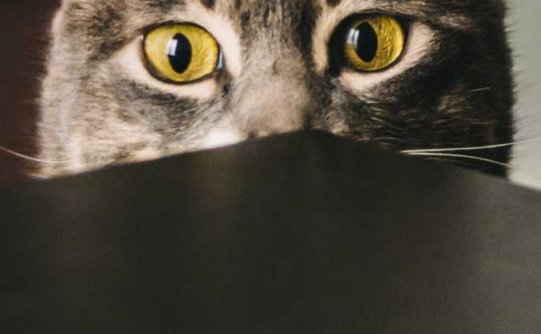 如果你的猫神经质，科学家说它可能只是在模仿你