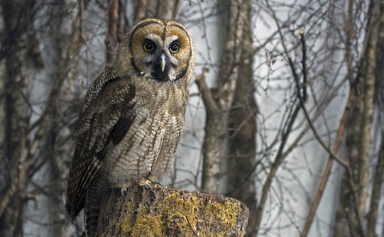 研究表明，兽医面临着不成比例的高自杀率