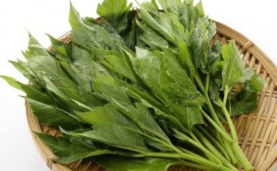 这种植物真的能帮助我们长生不老(或者至少更长寿)吗?