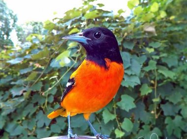 鸟类摄影棚捕捉到鸟类最好看的瞬间