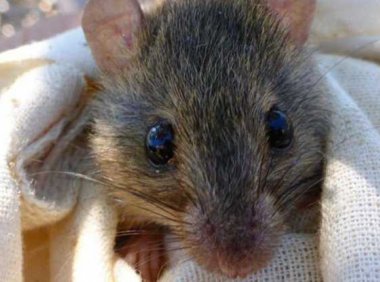 这12个迹象表明我们正处于第六次物种大灭绝的中期