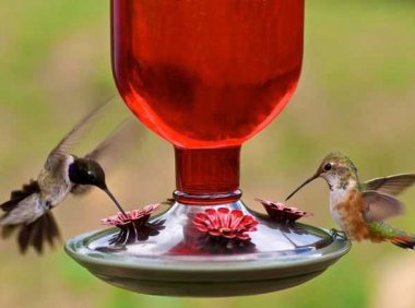 喂食器对鸟类是否安全?