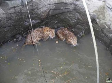 当美洲豹掉进50英尺深的井里时,它们之间的斗争就结束了