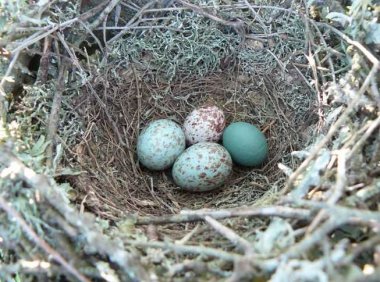 这些蛋揭示了牛仔鸟和嘲鸫之间的斗智