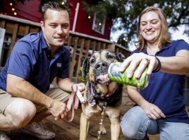 可以给狗狗喝的啤酒