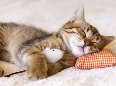 动物们的睡眠时间有点神秘