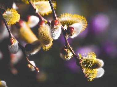 草长莺飞二月天