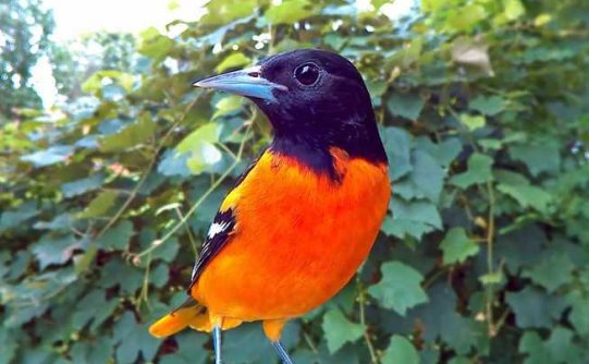 鸟类摄影棚捕捉到鸟类最好看的瞬间