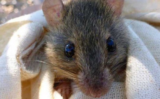 这12个迹象表明我们正处于第六次物种大灭绝的中期