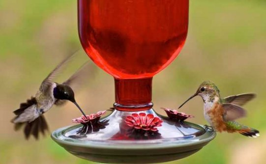喂食器对鸟类是否安全?