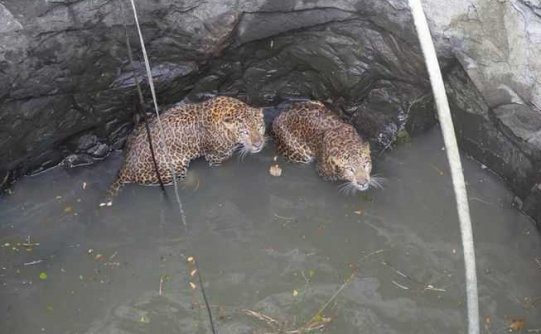 当美洲豹掉进50英尺深的井里时，它们之间的斗争就结束了