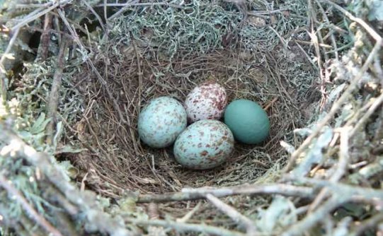 这些蛋揭示了牛仔鸟和嘲鸫之间的斗智