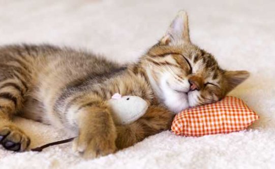 动物们的睡眠时间有点神秘