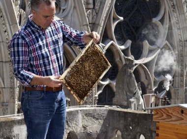 巴黎圣母院的屋顶蜜蜂似乎幸免于难