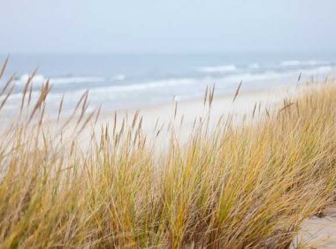 大脑化学物质可以揭示死亡时间