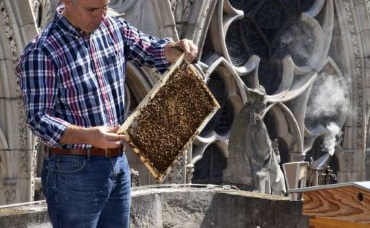 巴黎圣母院的屋顶蜜蜂似乎幸免于难