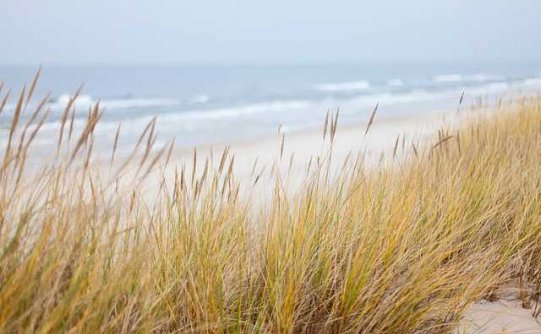 大脑化学物质可以揭示死亡时间