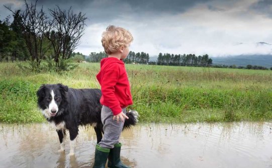 狗是保持活跃的秘密武器