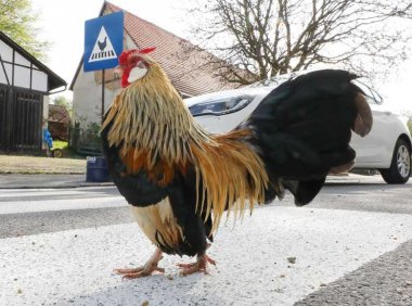 小鸡也会过斑马线?