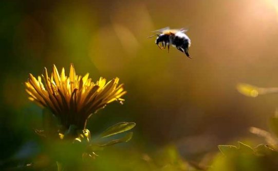 一项新的研究发现,减少割草的次数可以让当地的蜜蜂受益